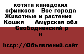 котята канадских сфинксов - Все города Животные и растения » Кошки   . Амурская обл.,Свободненский р-н